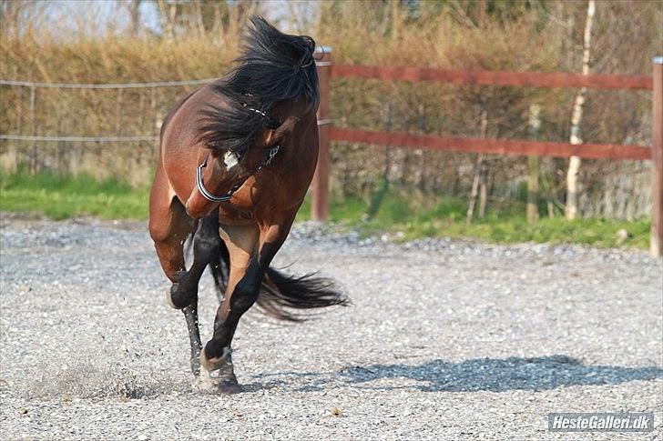 Anden særlig race Rosenvang's Casmir solgt billede 7