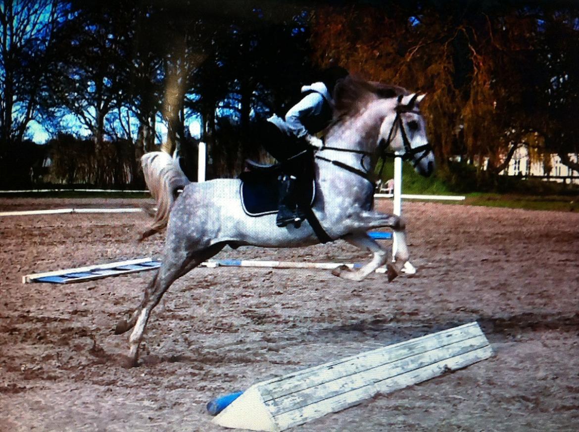 Arabisk fuldblod (OX) Tahir El Sad (solgt) billede 12