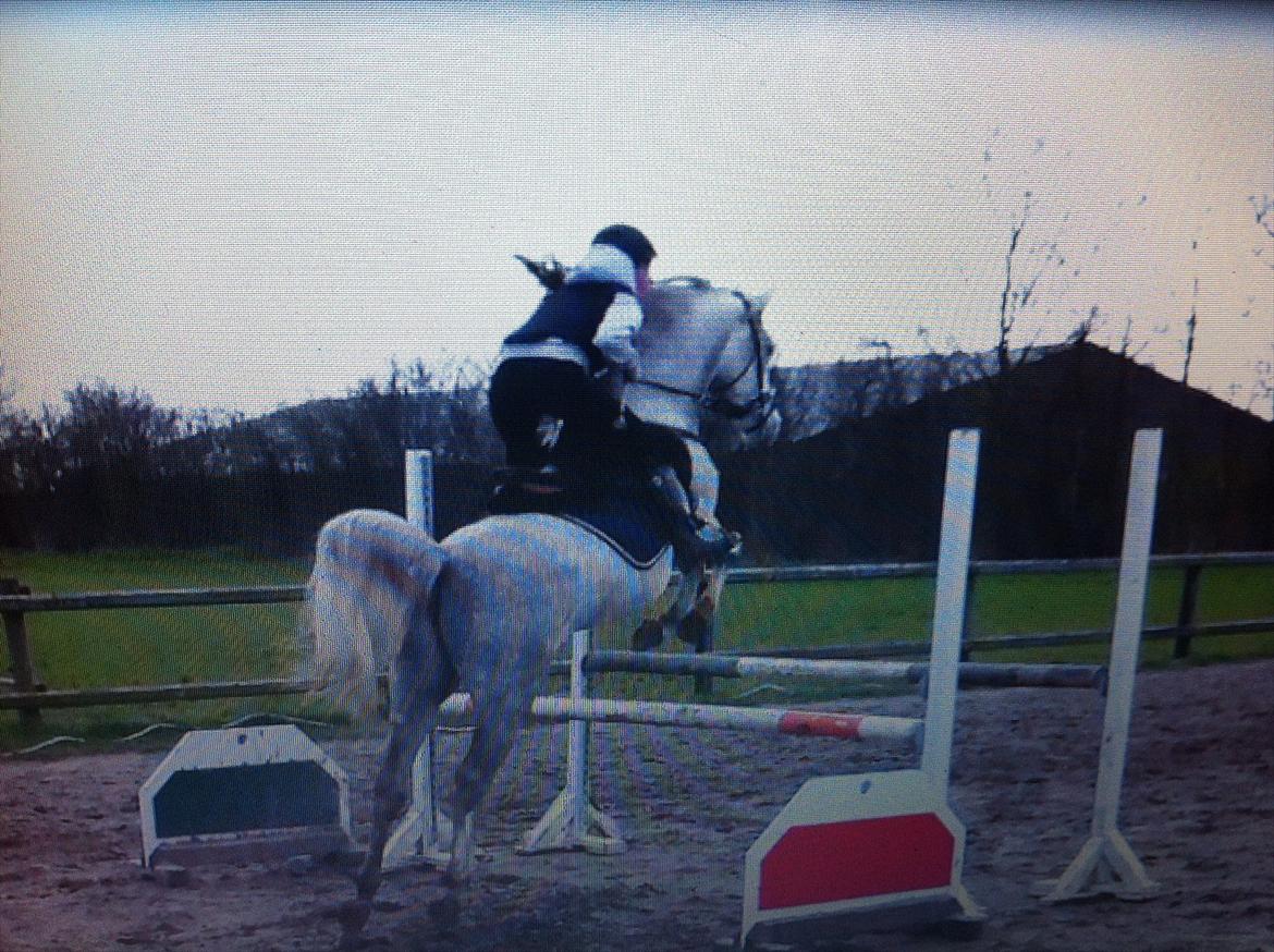 Arabisk fuldblod (OX) Tahir El Sad (solgt) billede 14