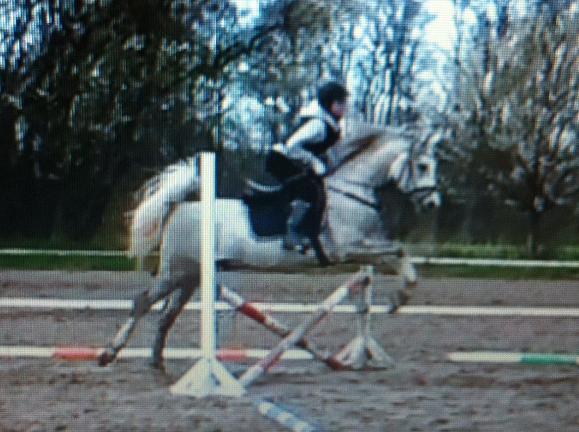 Arabisk fuldblod (OX) Tahir El Sad (solgt) billede 15