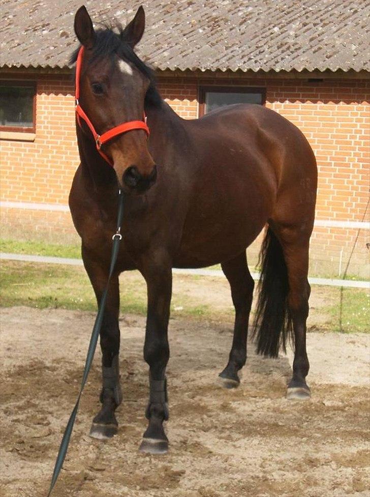 Dansk Varmblod Chafa R.I.P. <3 - Super fine Chafa ved tidligere ejer - har fået lov at låne billederene billede 17