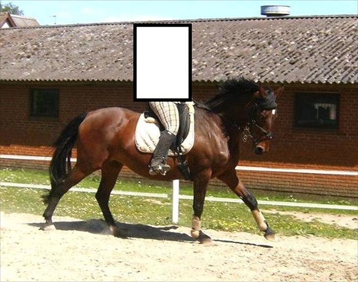 Dansk Varmblod Chafa R.I.P. <3 - Chafa ved tidligere ejer - har fået lov at låne billederene billede 18