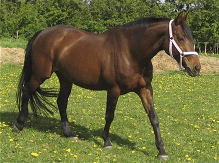 Dansk Varmblod Chafa R.I.P. <3 - Chafa ved tidligere ejer - har fået lov at låne billederene billede 19