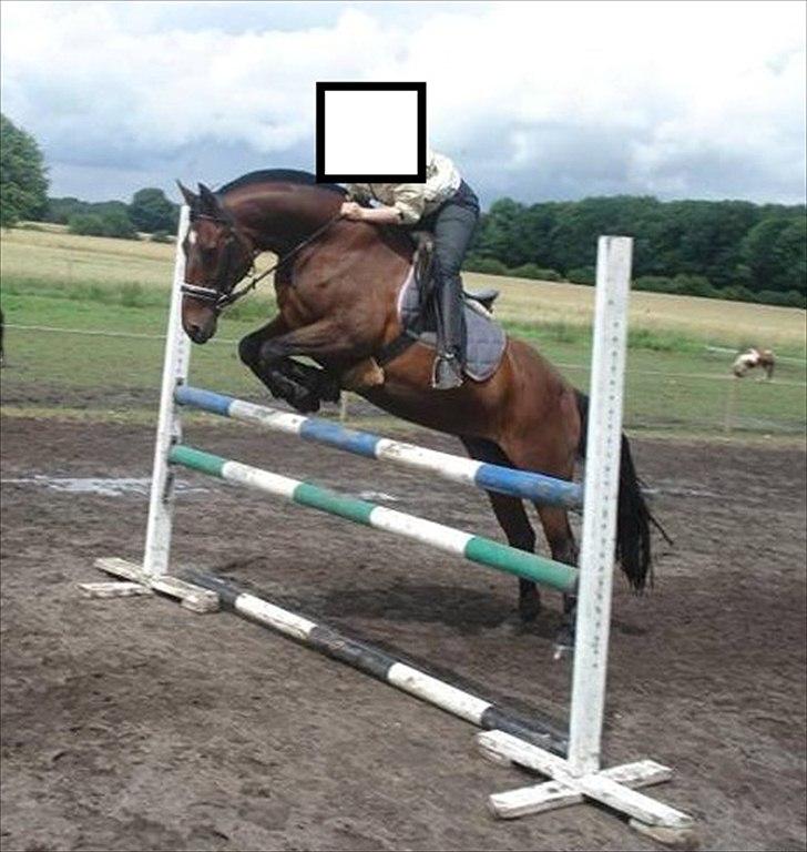 Dansk Varmblod Chafa R.I.P. <3 - Chafa ved tidligere ejer - har fået lov at låne billederene billede 20