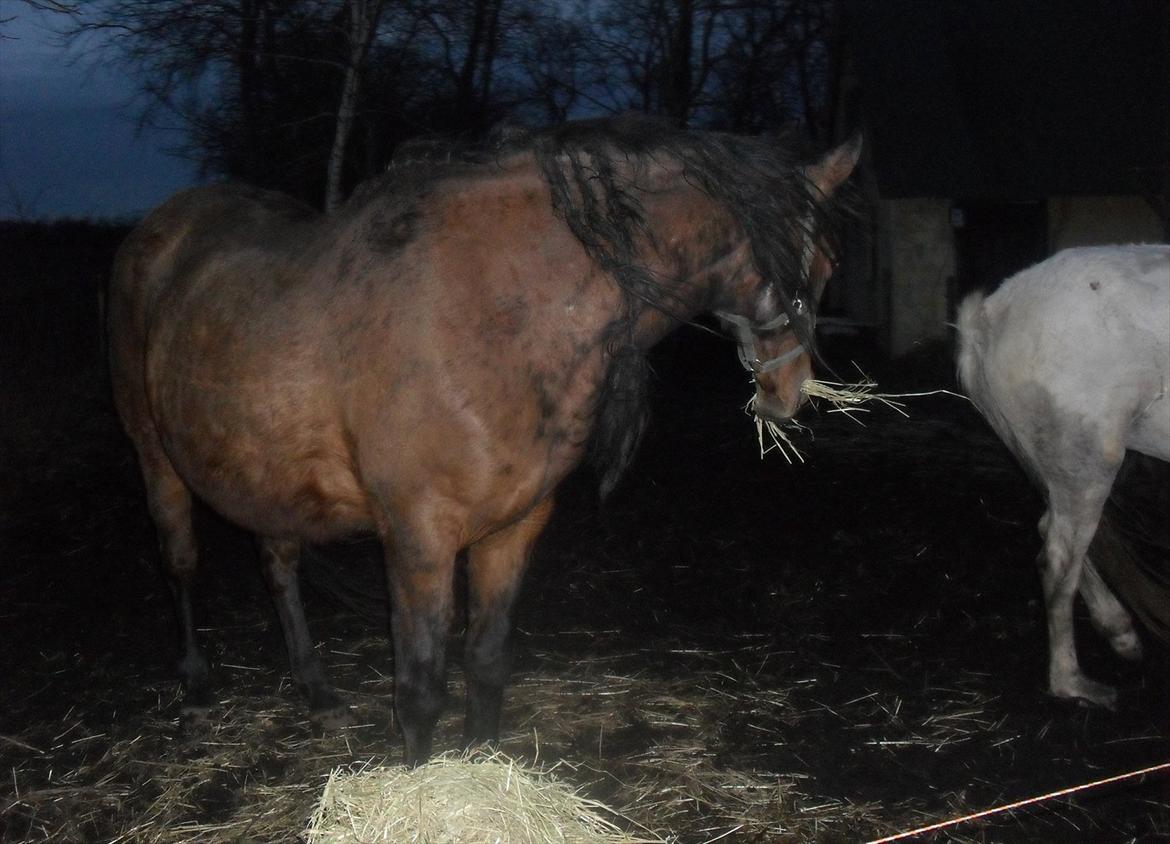 Dansk Varmblod Chafa R.I.P. <3 - Lige ankommet den 20-2-2012 billede 2