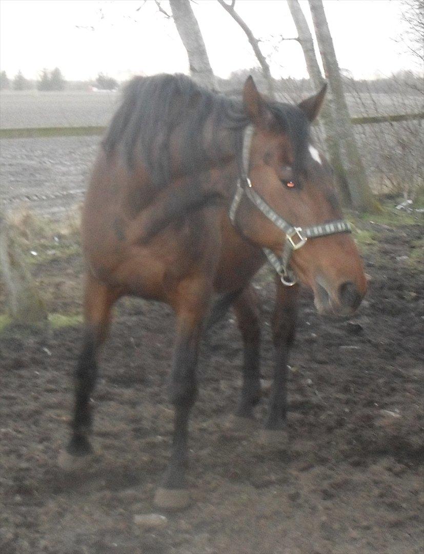 Dansk Varmblod Chafa R.I.P. <3 - 24-2-2012 billede 3