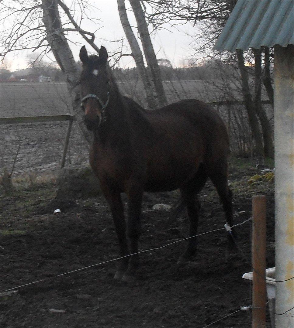 Dansk Varmblod Chafa R.I.P. <3 - 24-2-2012 billede 4