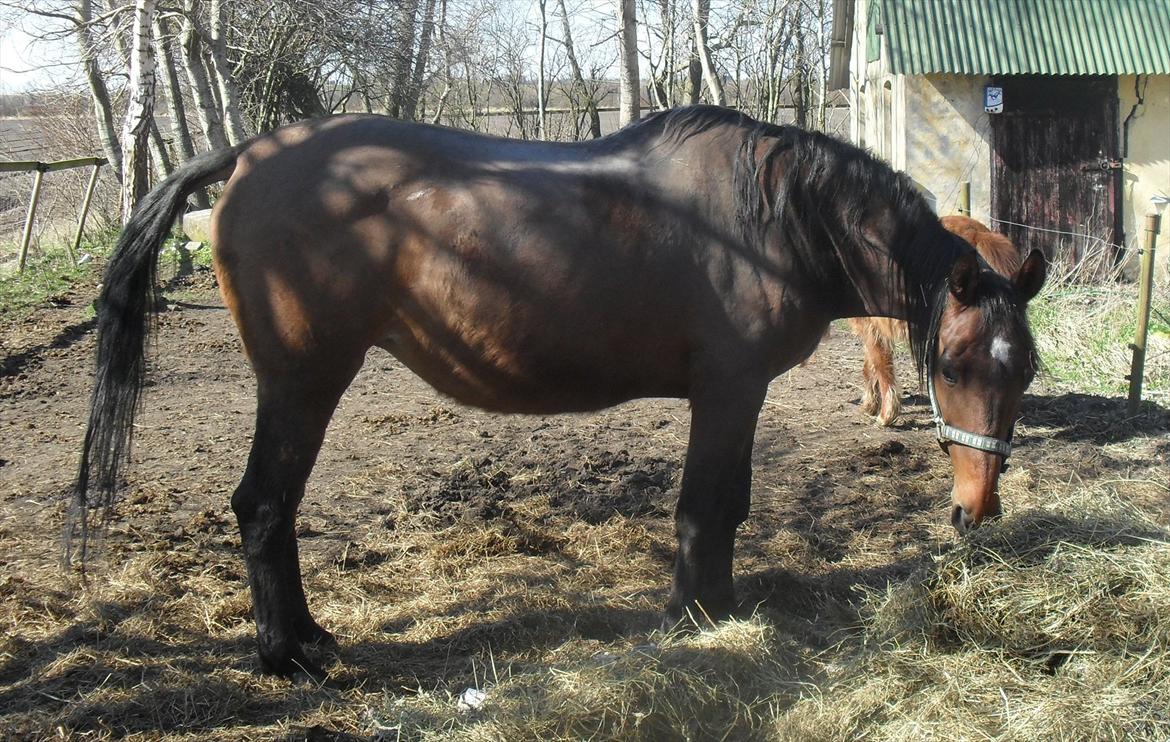 Dansk Varmblod Chafa R.I.P. <3 - 25-3-2012 billede 9