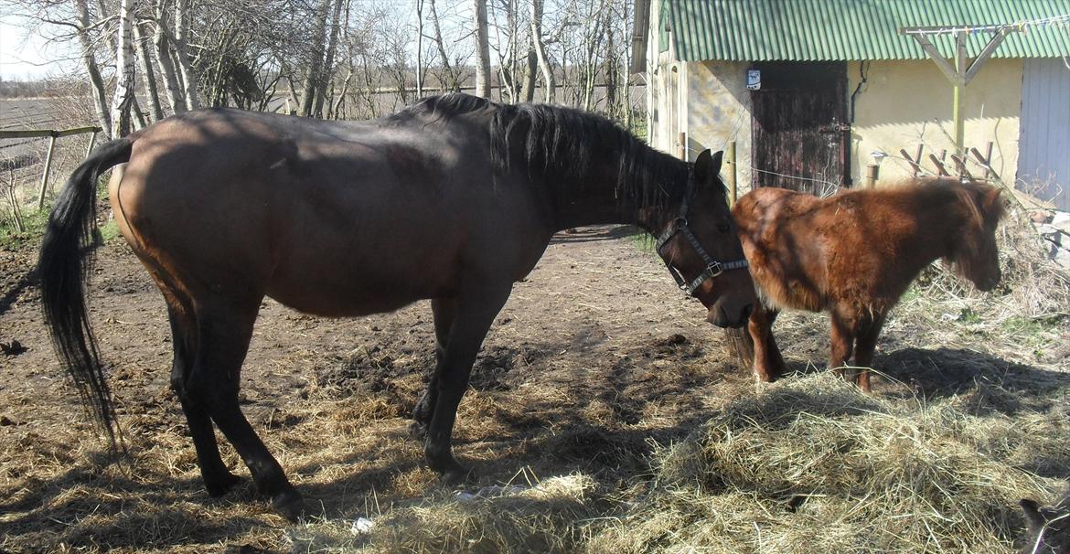 Dansk Varmblod Chafa R.I.P. <3 - 25-3-2012 billede 10