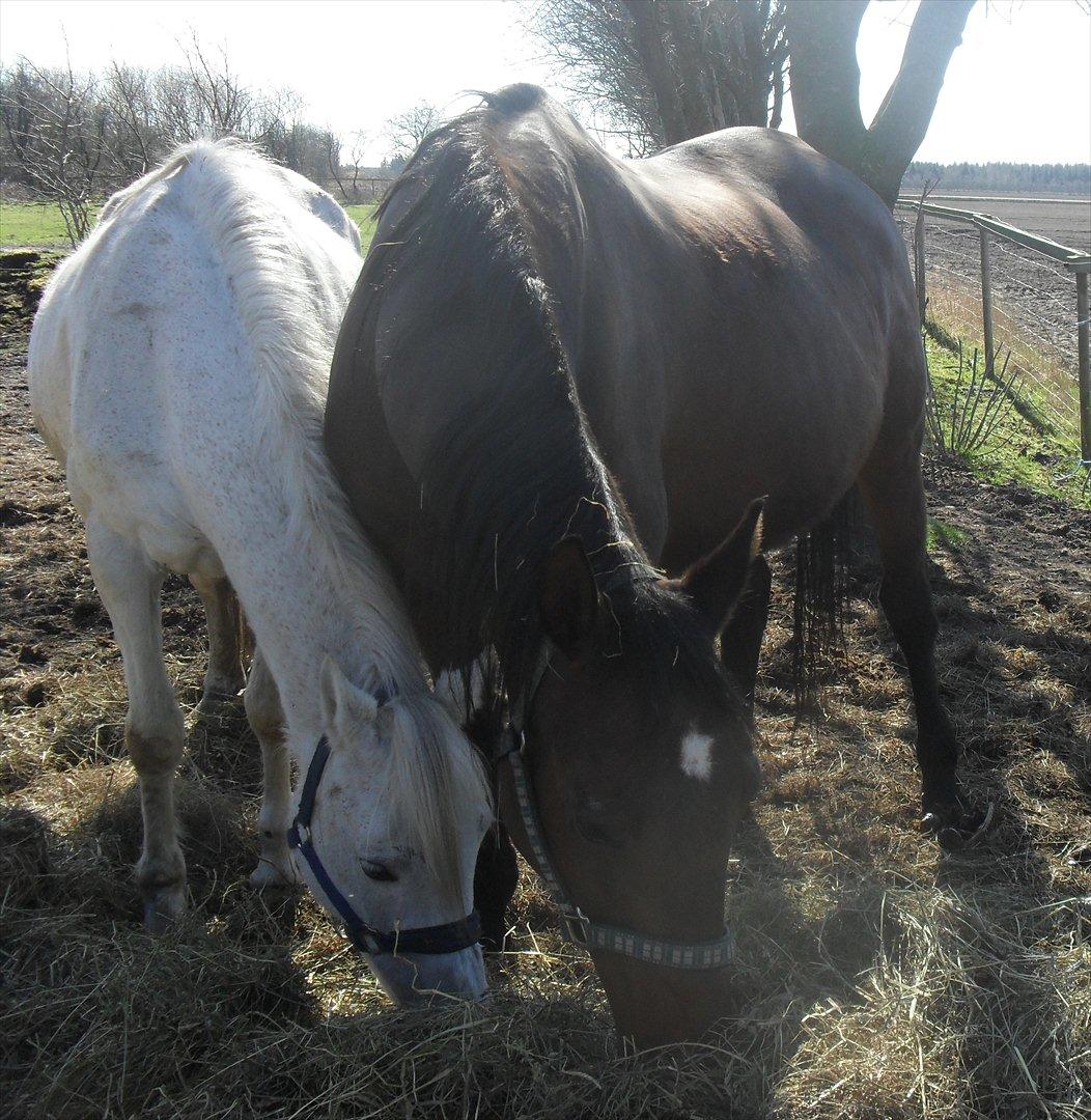 Dansk Varmblod Chafa R.I.P. <3 - 25-3-2012 billede 11