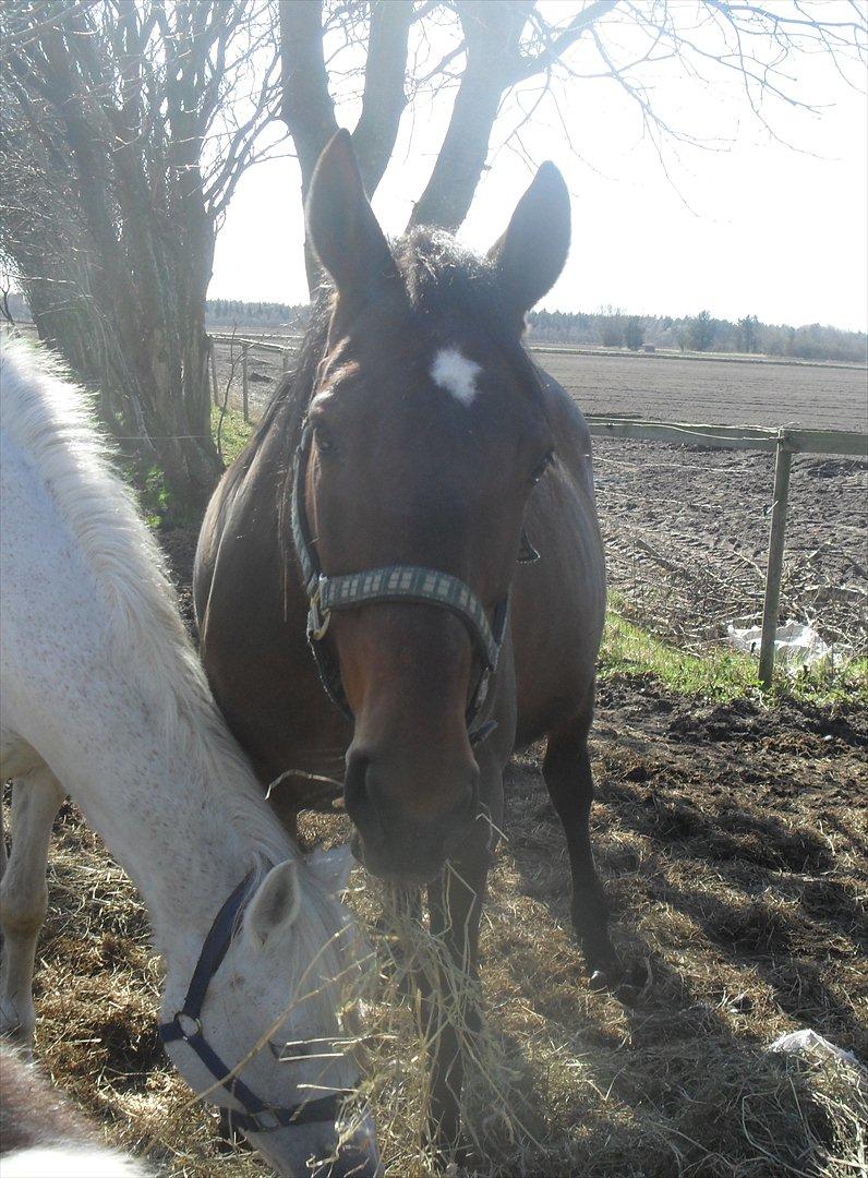 Dansk Varmblod Chafa R.I.P. <3 - 25-3-2012 billede 12