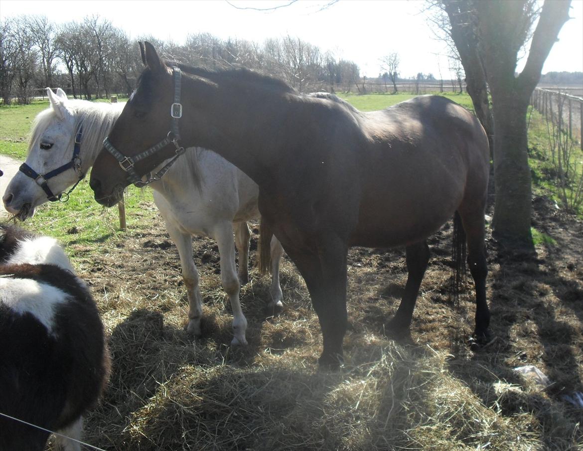 Dansk Varmblod Chafa R.I.P. <3 - 25-3-2012 billede 13