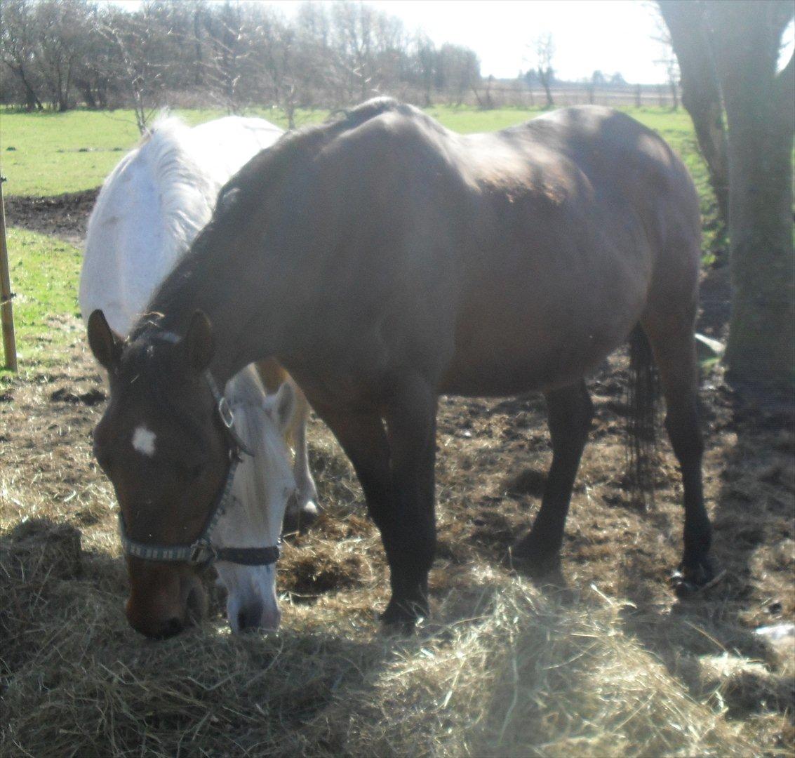 Dansk Varmblod Chafa R.I.P. <3 - 25-3-2012 billede 14