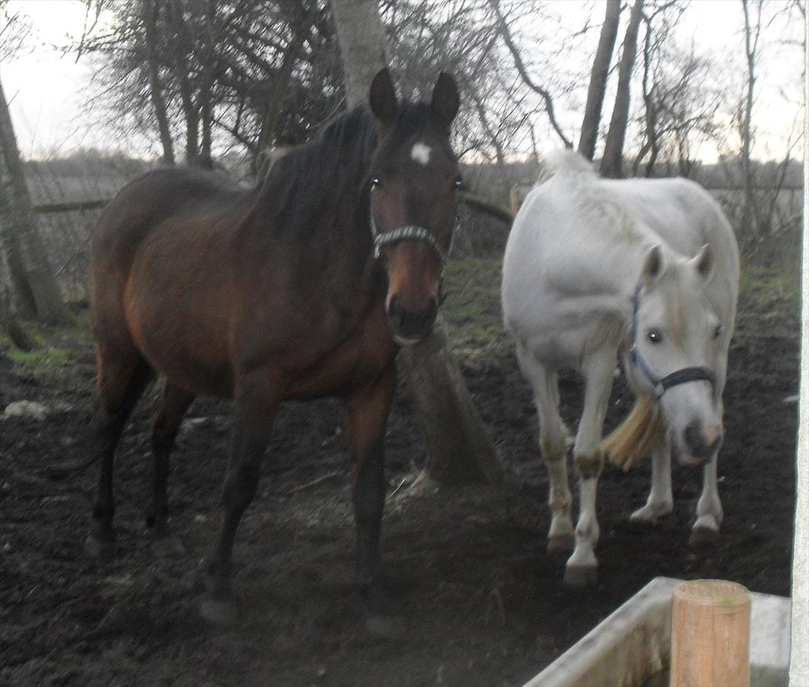 Dansk Varmblod Chafa R.I.P. <3 - 24-2-2012 billede 5