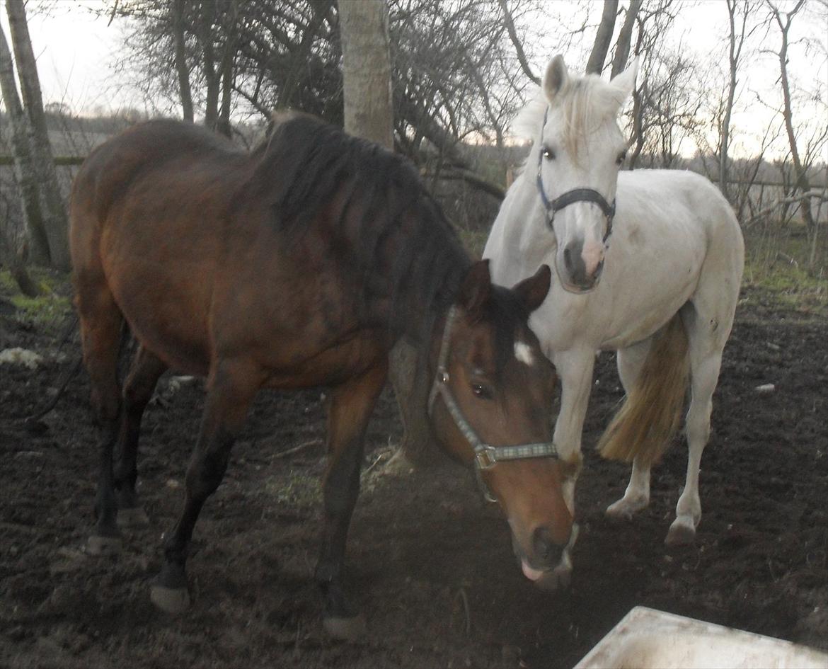 Dansk Varmblod Chafa R.I.P. <3 - 24-2-2012 billede 8