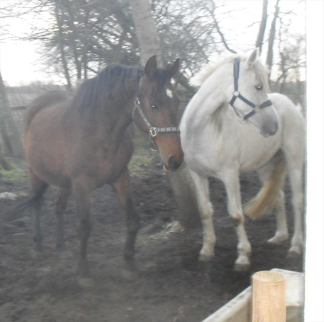 Dansk Varmblod Chafa R.I.P. <3 - 24-2-2012 billede 7