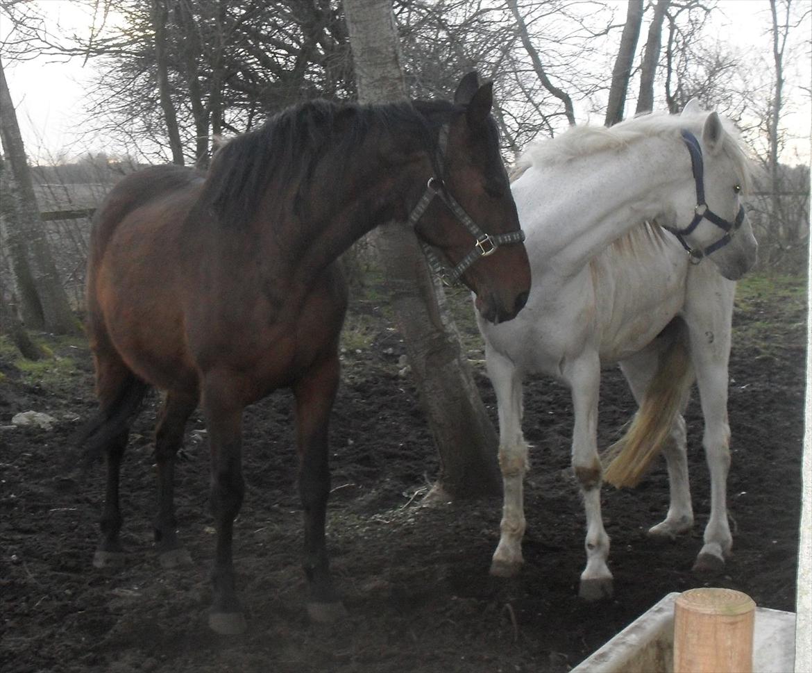 Dansk Varmblod Chafa R.I.P. <3 - 24-2-2012 billede 6