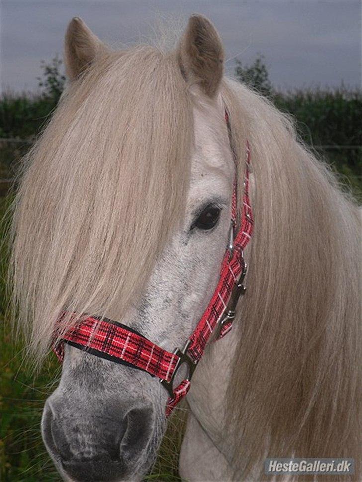 Shetlænder Jolly "Delehest" billede 4