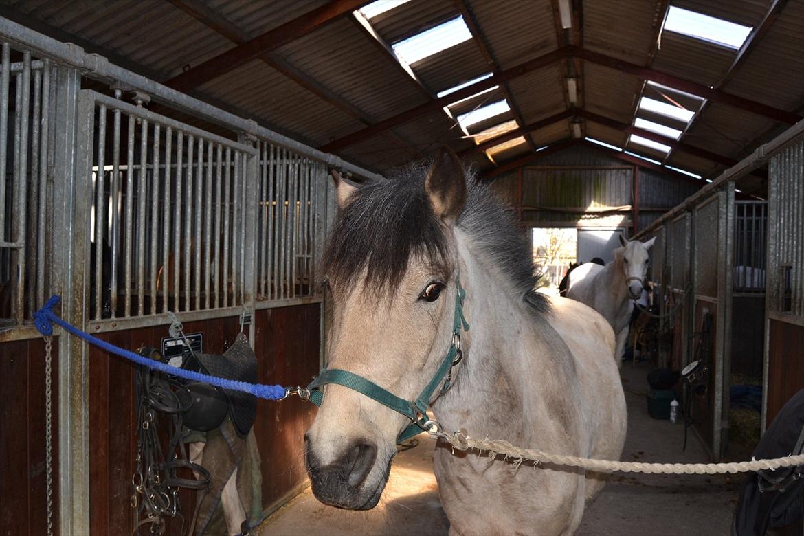 Anden særlig race Mikkel  - Da jeg var oppe og besøge dig i ferien! <3 billede 2
