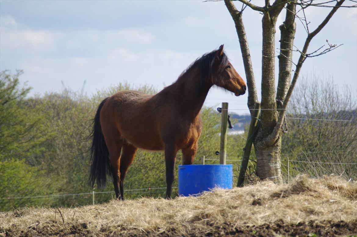 Anden særlig race Zargo billede 19