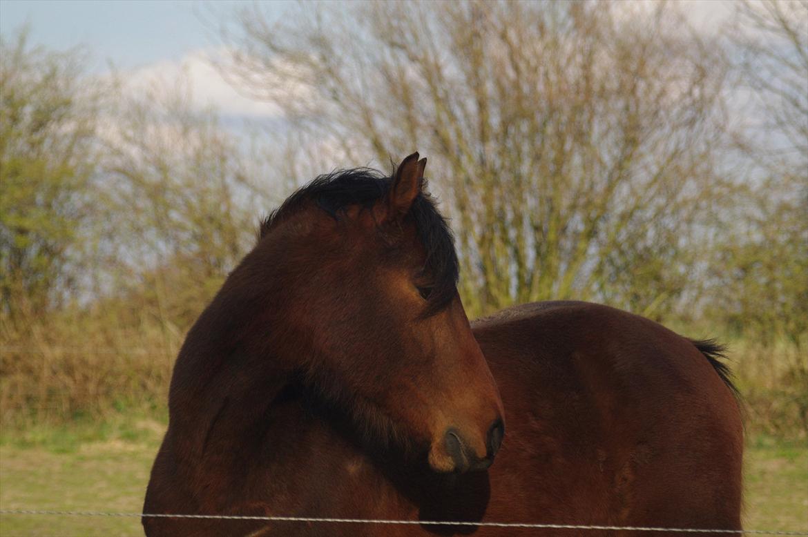 Anden særlig race Zargo billede 20