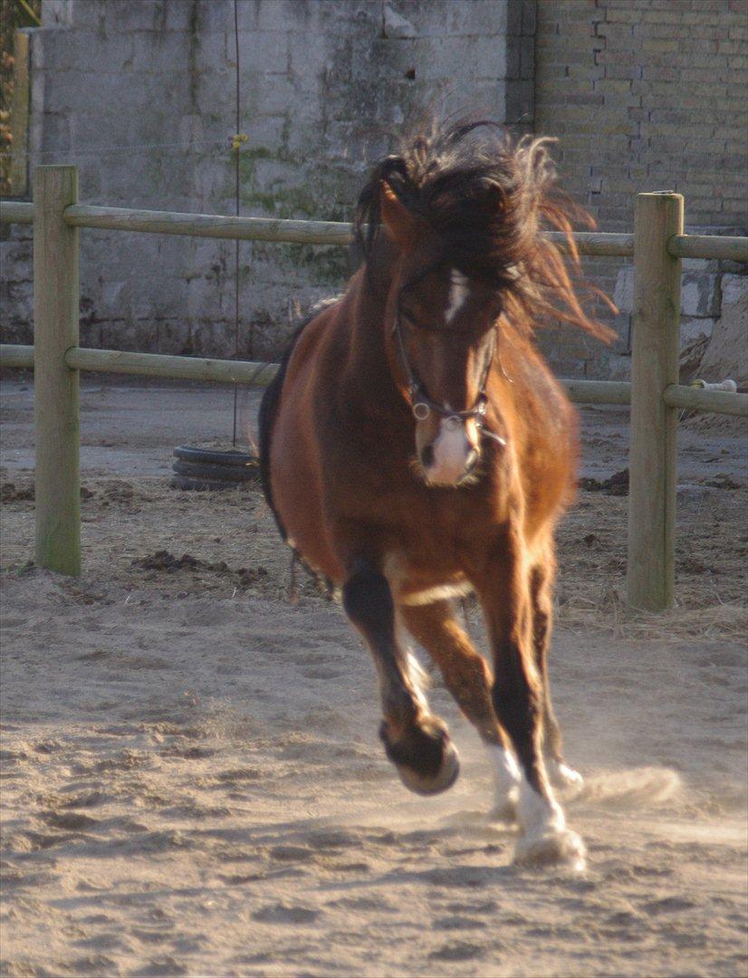 Welsh Cob (sec D) Lillelunds D'Artagnan billede 13