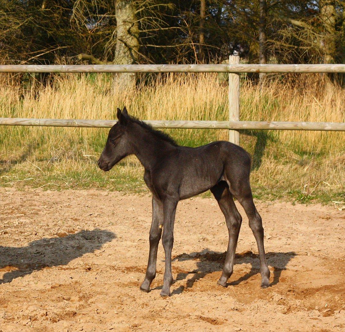 New Forest Calandias Blackjack billede 6