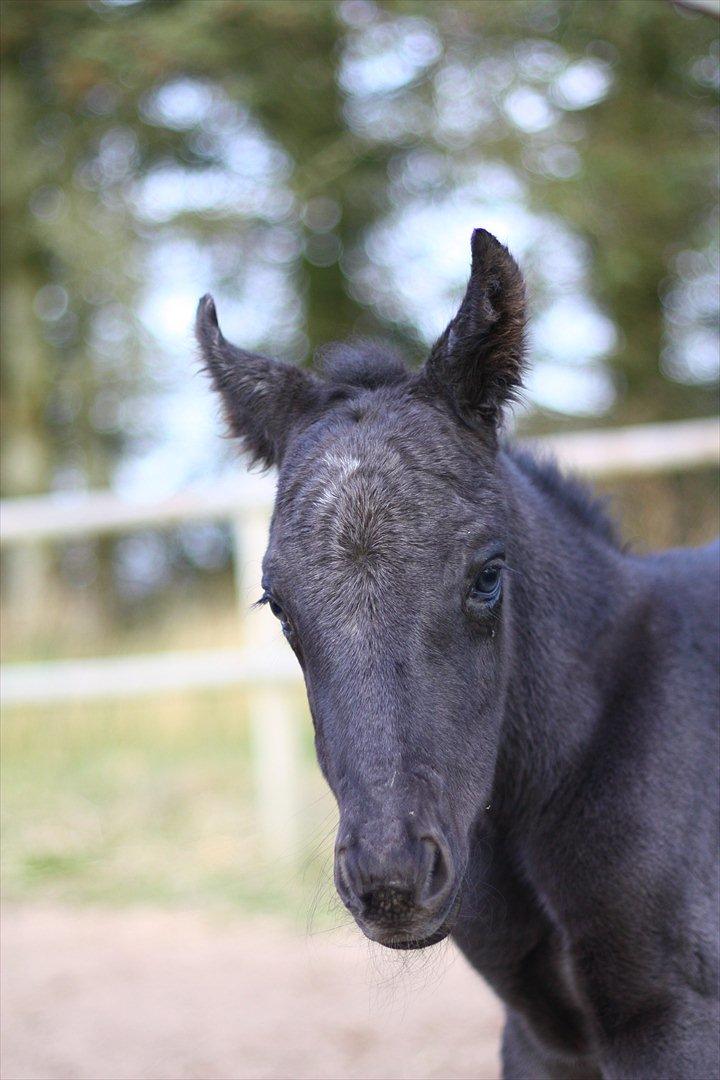 New Forest Calandias Blackjack billede 17