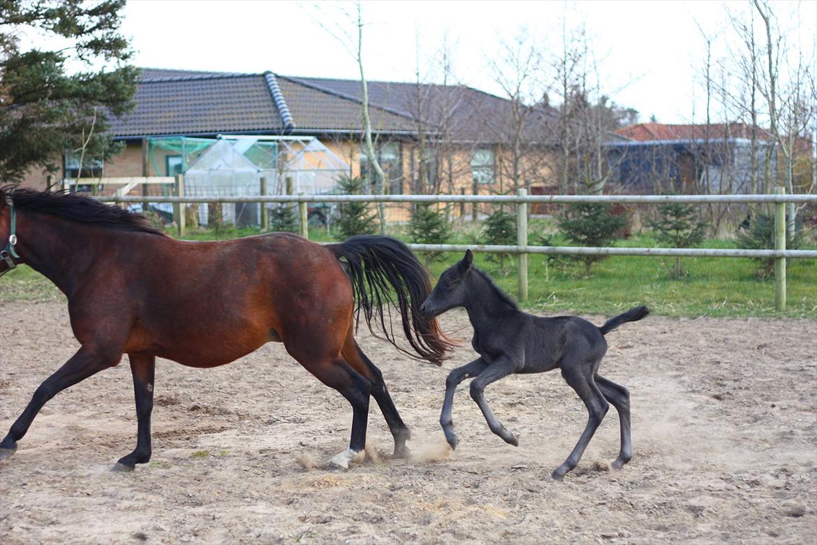 New Forest Calandias Blackjack billede 14