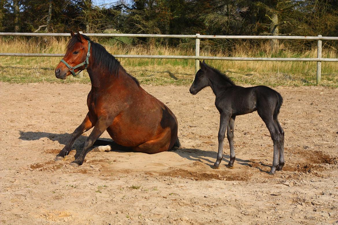 New Forest Calandias Blackjack billede 16