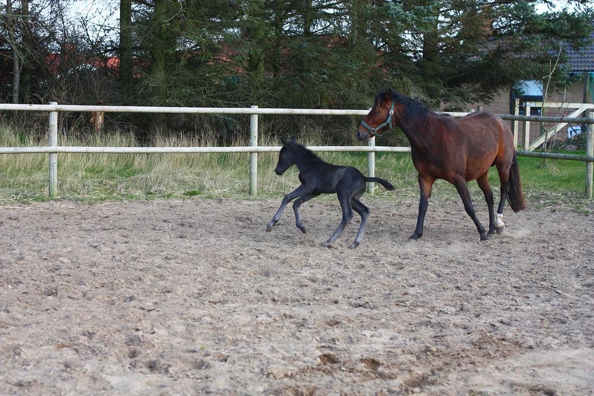 New Forest Calandias Blackjack billede 18