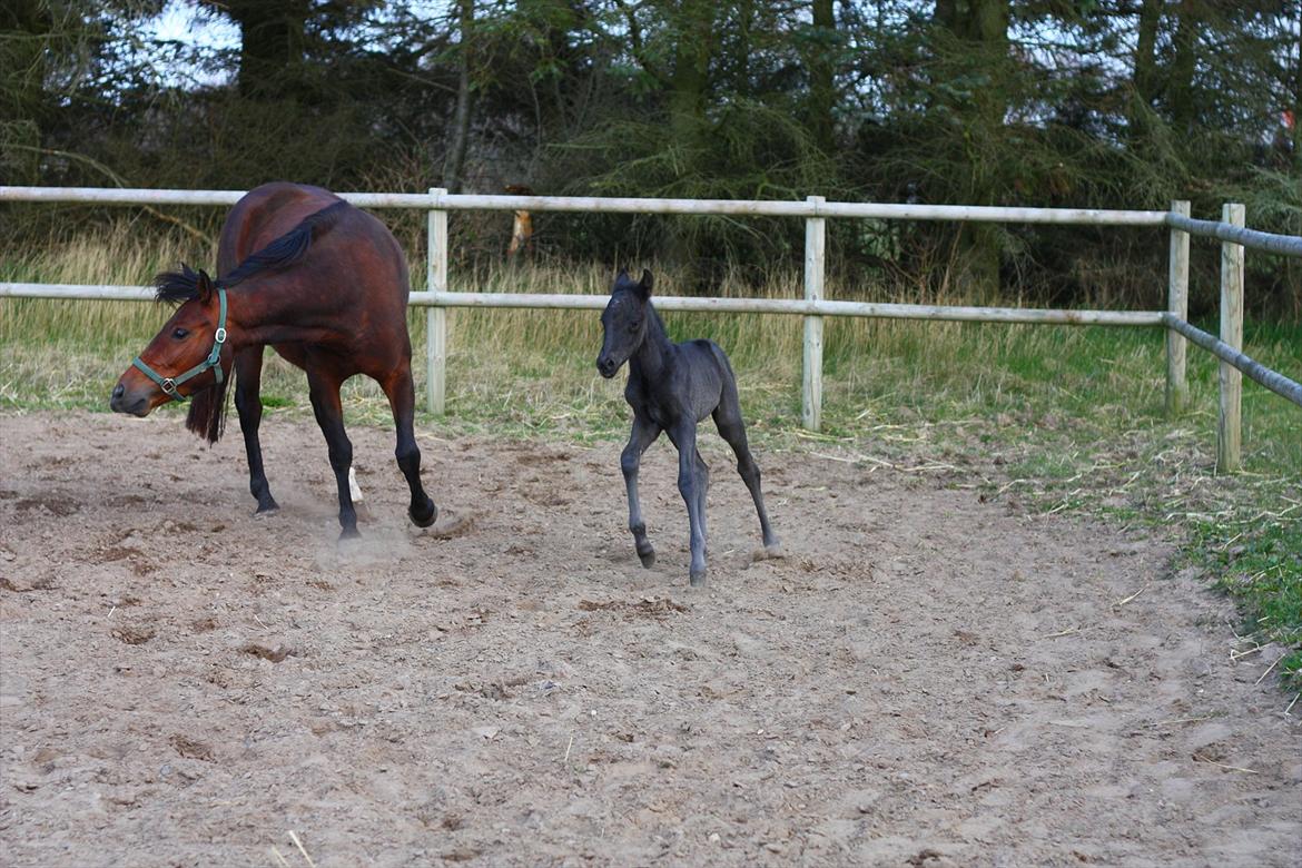 New Forest Calandias Blackjack billede 20