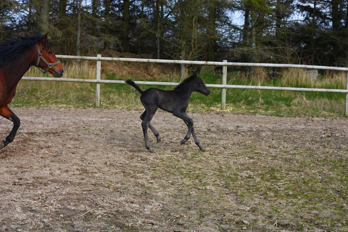 New Forest Calandias Blackjack billede 11