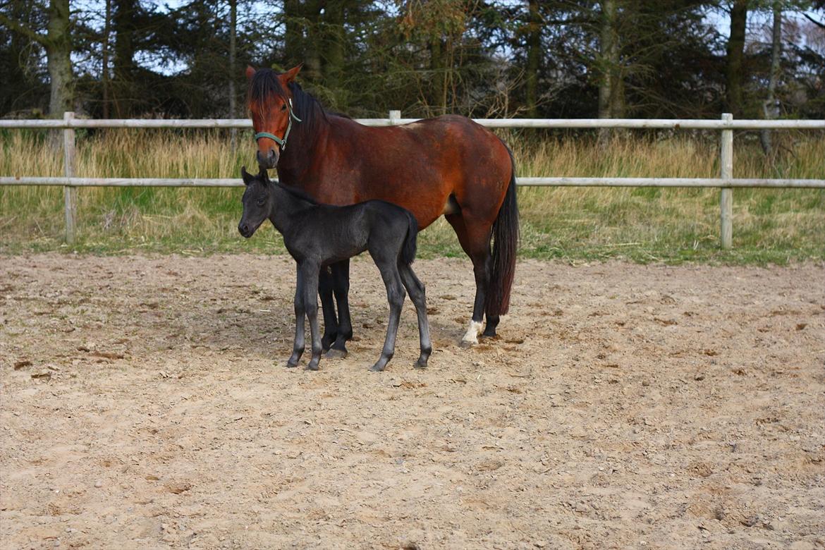 New Forest Calandias Blackjack billede 19