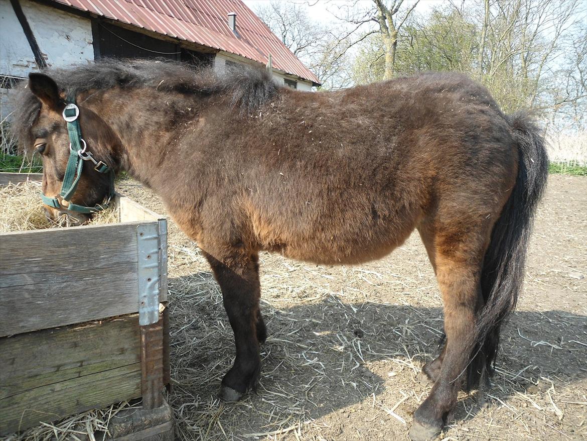 Anden særlig race Lille-pigen. billede 10