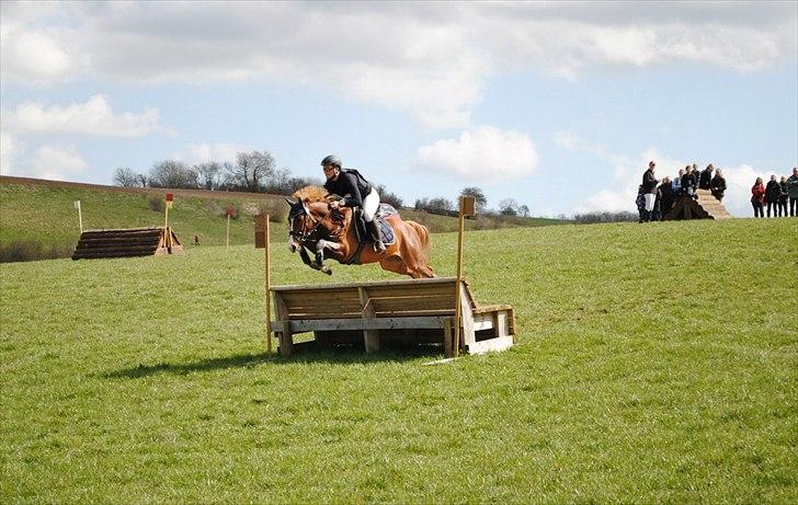 DSP Rawa´s Sinzano  ( TIDL: PONY ) - Sinzano i Skårup ! Flyvende billede 1