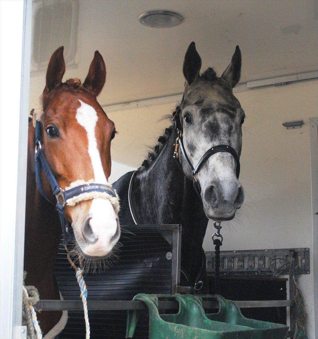 DSP Rawa´s Sinzano  ( TIDL: PONY ) - På vej hjem med dygtig Douglas ! billede 6