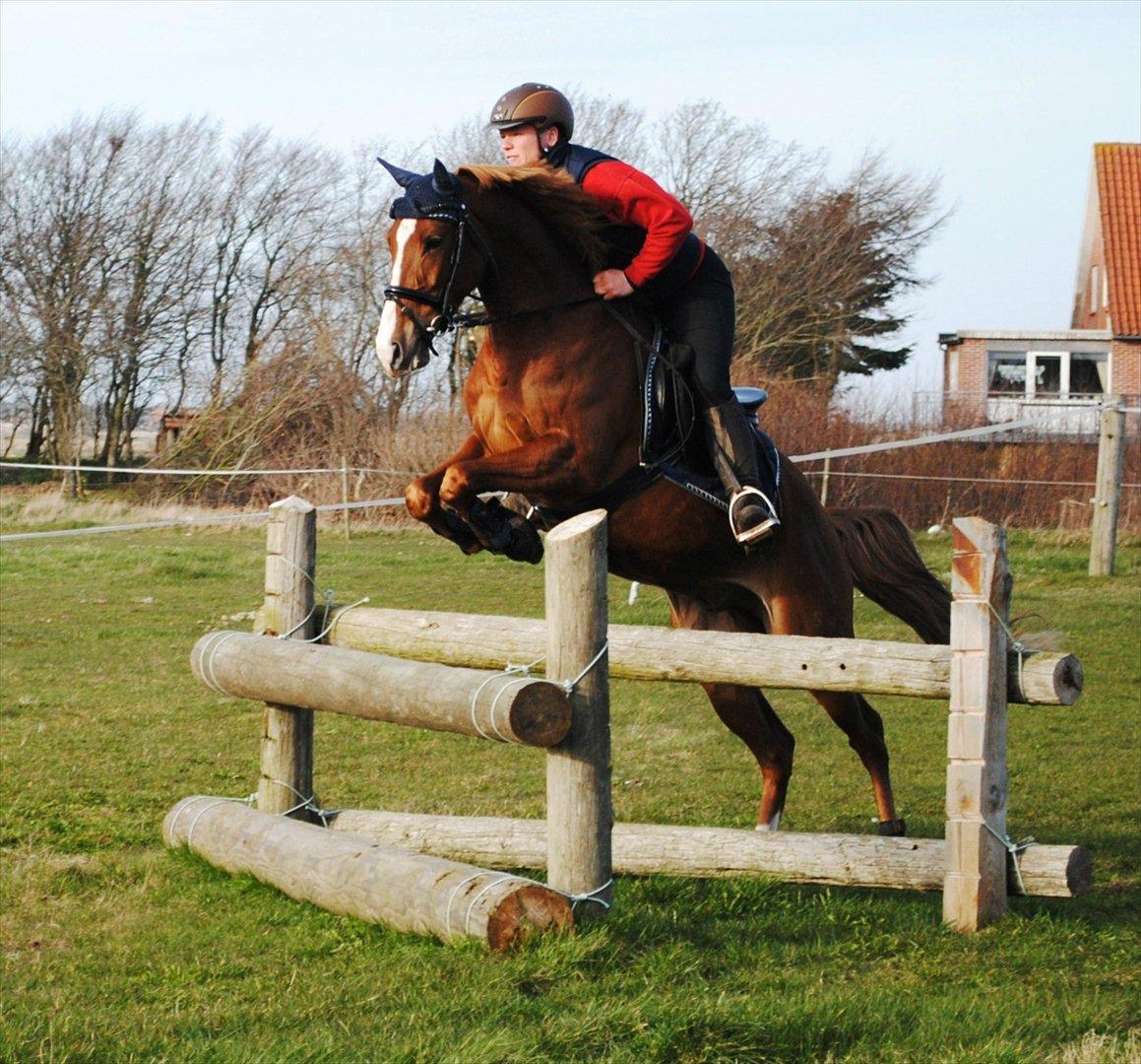 DSP Rawa´s Sinzano  ( TIDL: PONY ) - Træning på hjemmebane... billede 10