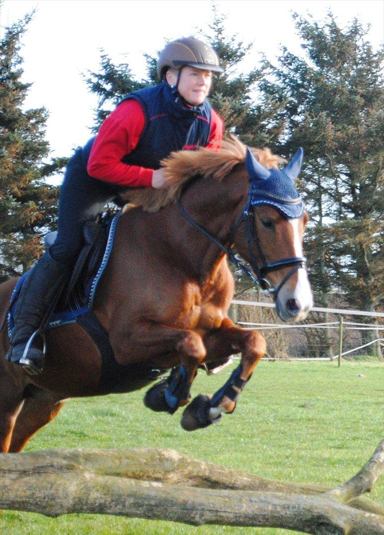 DSP Rawa´s Sinzano  ( TIDL: PONY ) - Sinzano elsker at springe ! billede 12