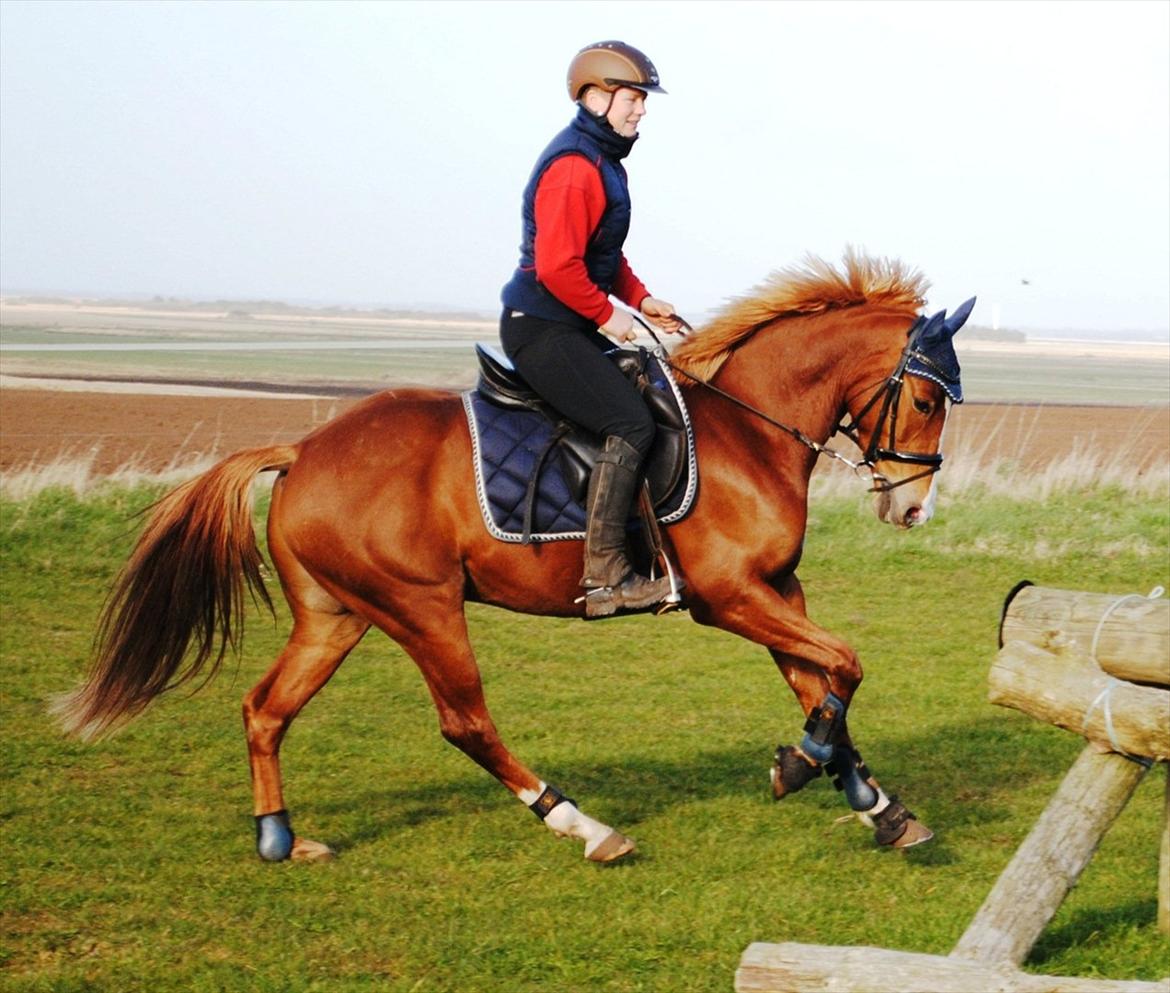 DSP Rawa´s Sinzano  ( TIDL: PONY ) - daglig træning billede 13