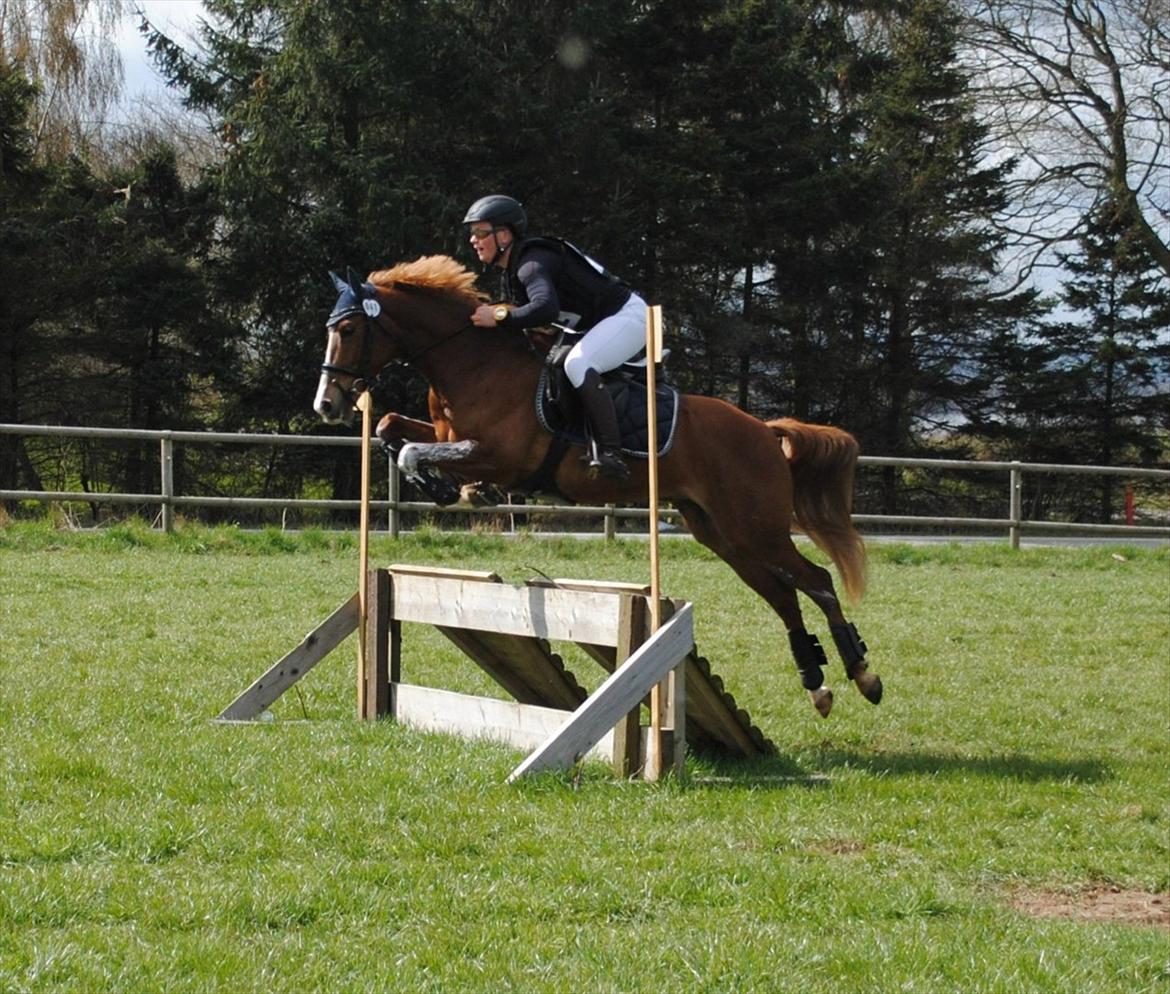 DSP Rawa´s Sinzano  ( TIDL: PONY ) - Skårup 2 plads i hesteklassen. billede 14