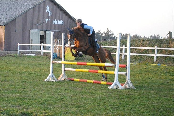 DSP Rawa´s Sinzano  ( TIDL: PONY ) - springtræning hjemme. billede 15