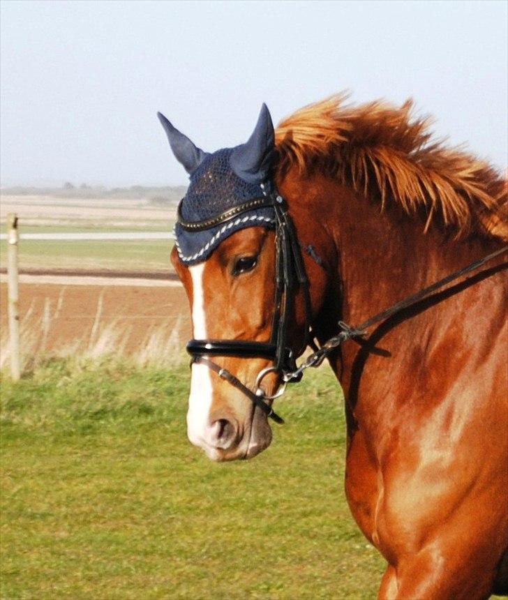 DSP Rawa´s Sinzano  ( TIDL: PONY ) billede 16