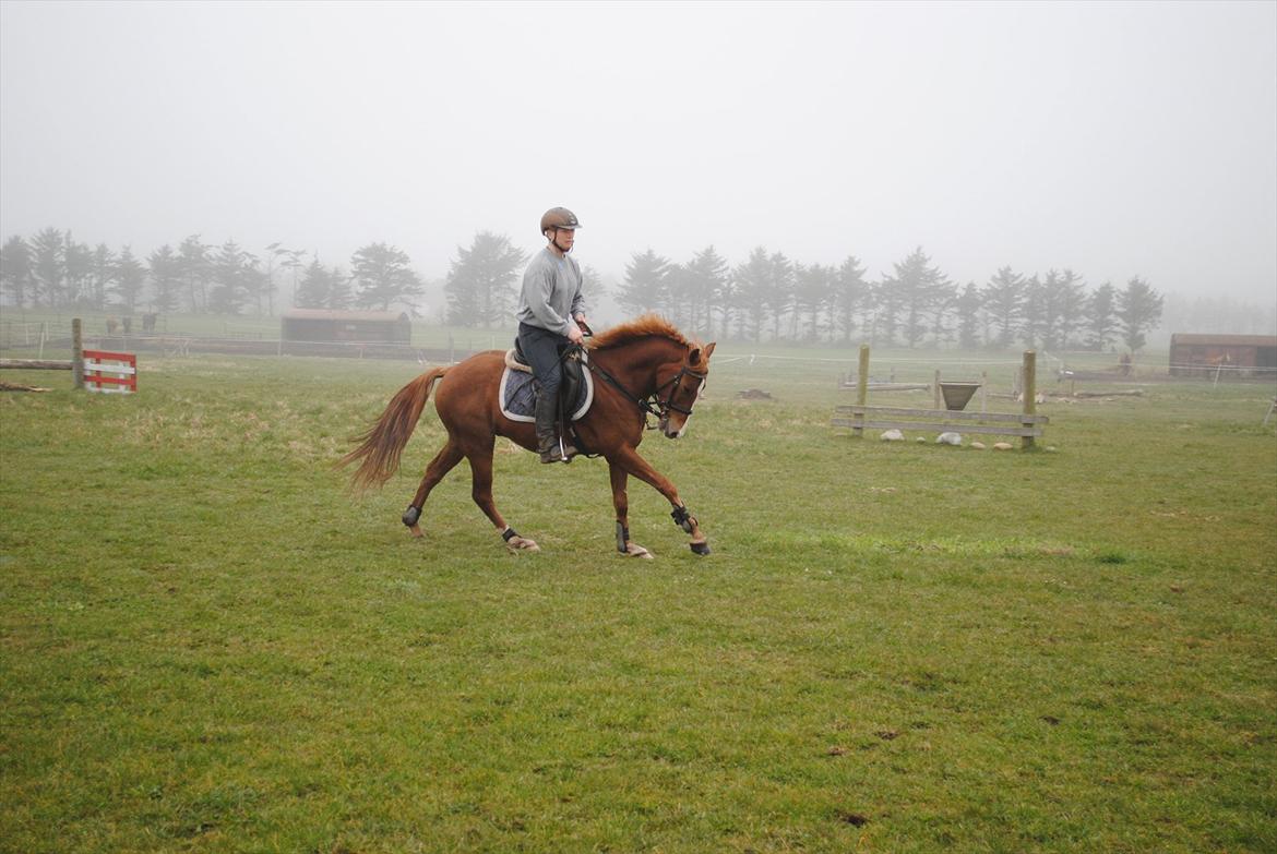 DSP Rawa´s Sinzano  ( TIDL: PONY ) - først gang på vores terrænbane. billede 17