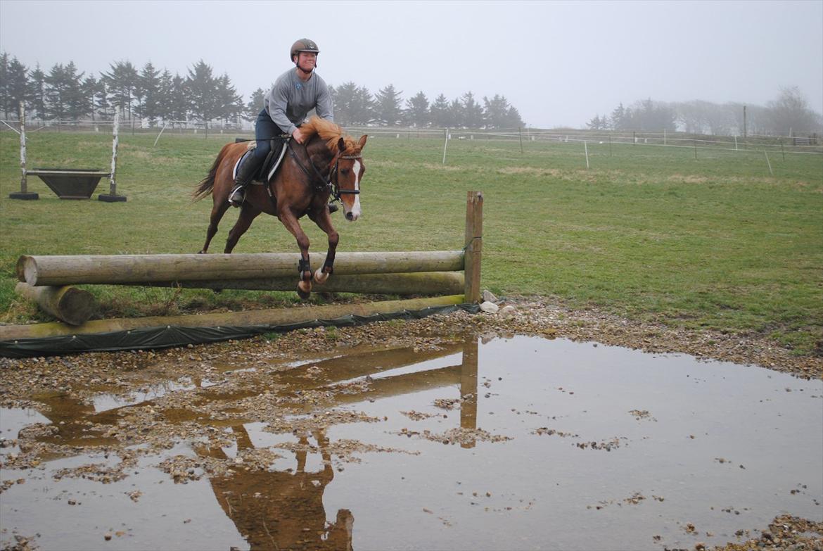 DSP Rawa´s Sinzano  ( TIDL: PONY ) - træning på vandgrav. billede 18