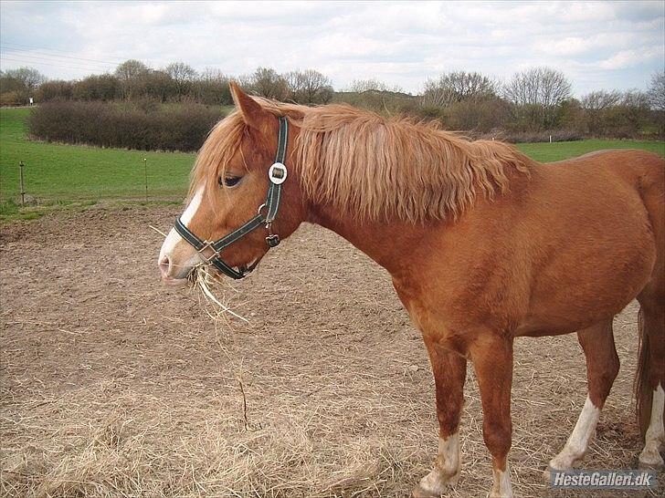 DSP De Flax billede 4