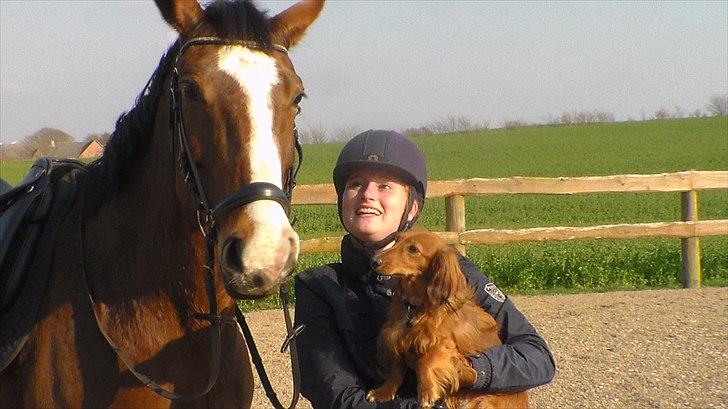 Dansk Varmblod Cherri billede 19