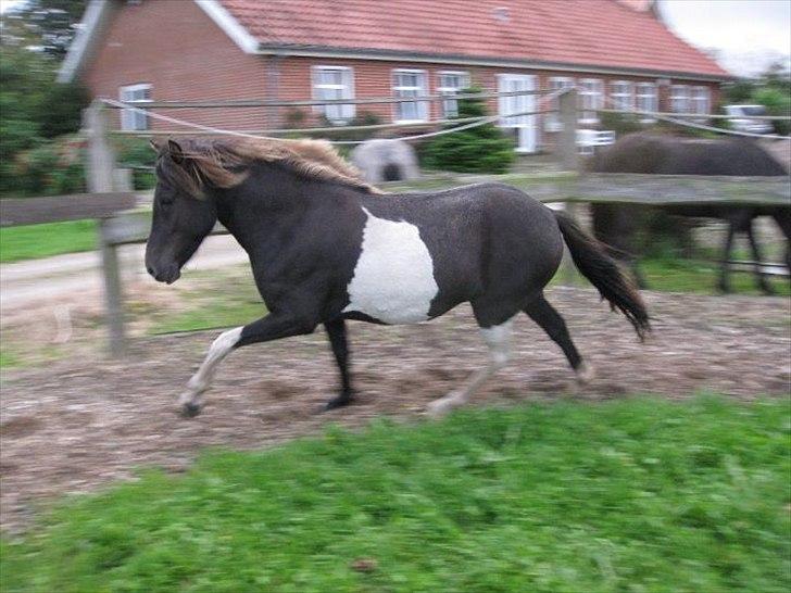 Islænder Fina fra Nysted billede 3