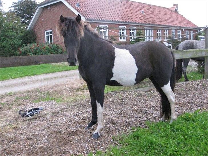 Islænder Fina fra Nysted billede 4