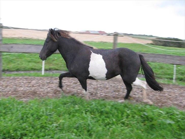 Islænder Fina fra Nysted billede 9